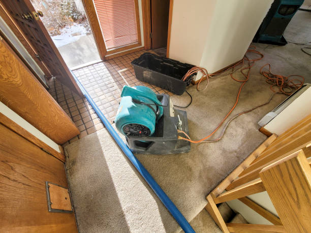 Best Mold removal after water damage  in Rancho San Diego, CA