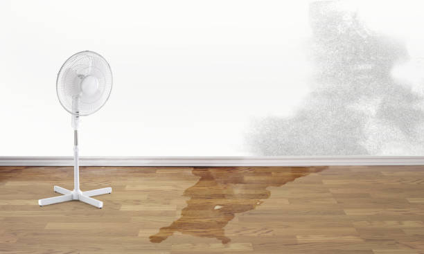 Best Water damage cleanup near me  in Rancho San Diego, CA